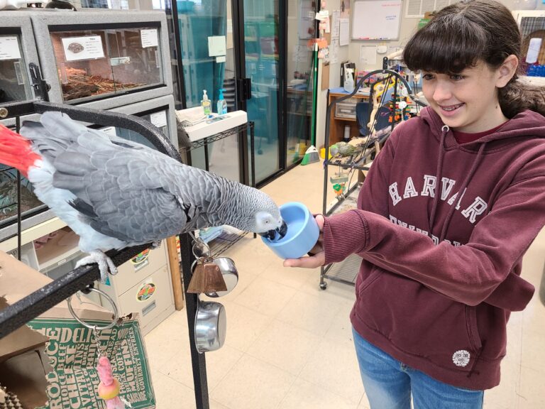 A young girl in a red sweatshirt feeds an African Grey parrot a bowl of food while he is sitting on a perch.